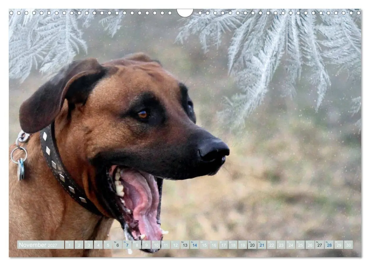 Bild: 9783569680067 | Rhodesian Ridgeback Augen-Blicke (Wandkalender 2027 DIN A3 quer),...