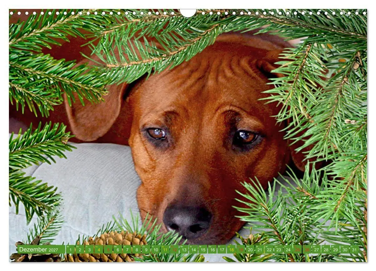 Bild: 9783569680067 | Rhodesian Ridgeback Augen-Blicke (Wandkalender 2027 DIN A3 quer),...