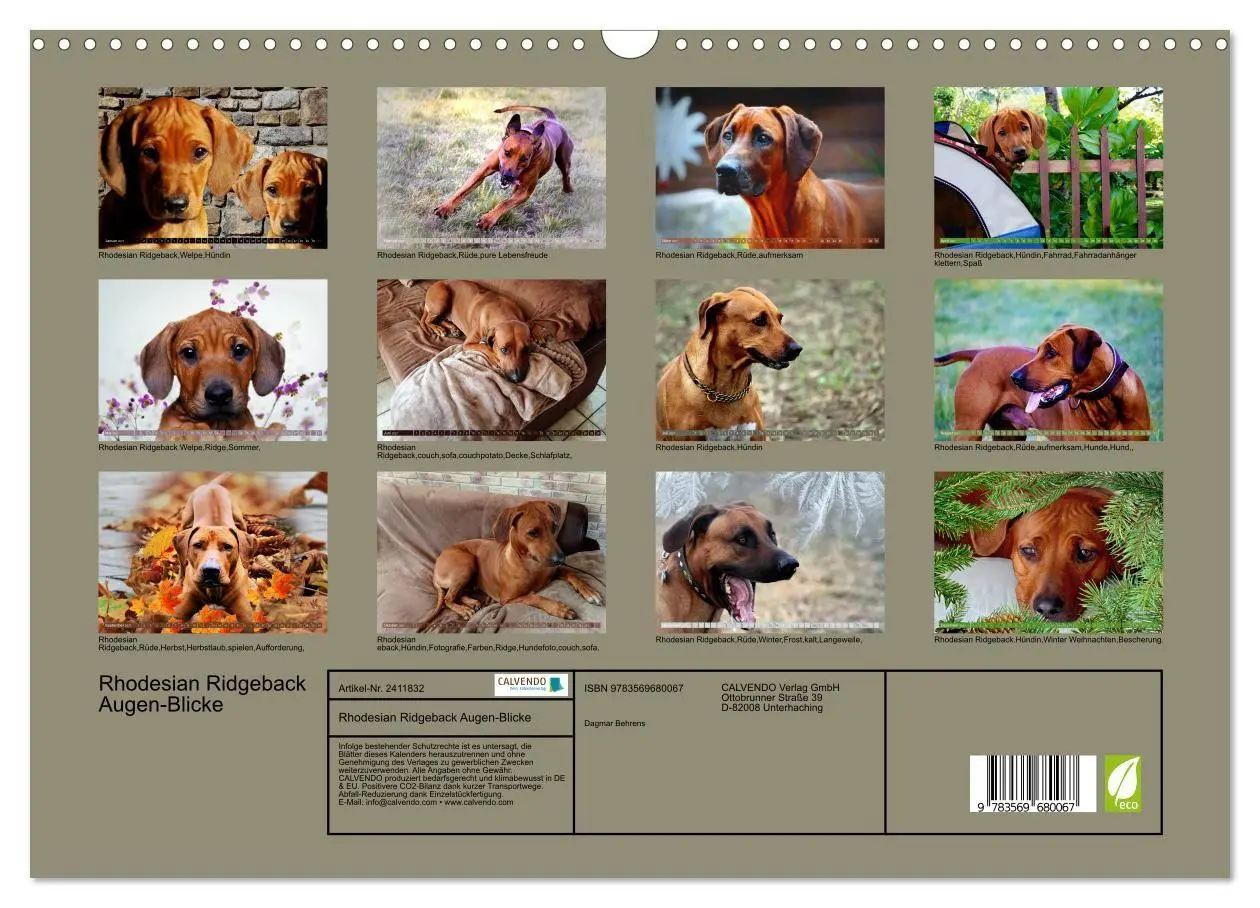 Bild: 9783569680067 | Rhodesian Ridgeback Augen-Blicke (Wandkalender 2027 DIN A3 quer),...