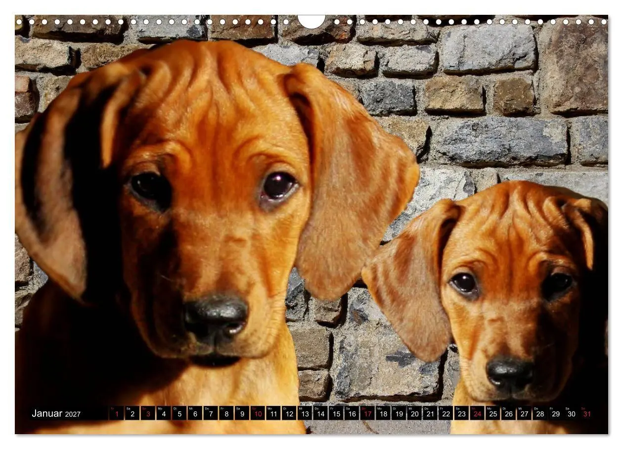 Bild: 9783569680067 | Rhodesian Ridgeback Augen-Blicke (Wandkalender 2027 DIN A3 quer),...