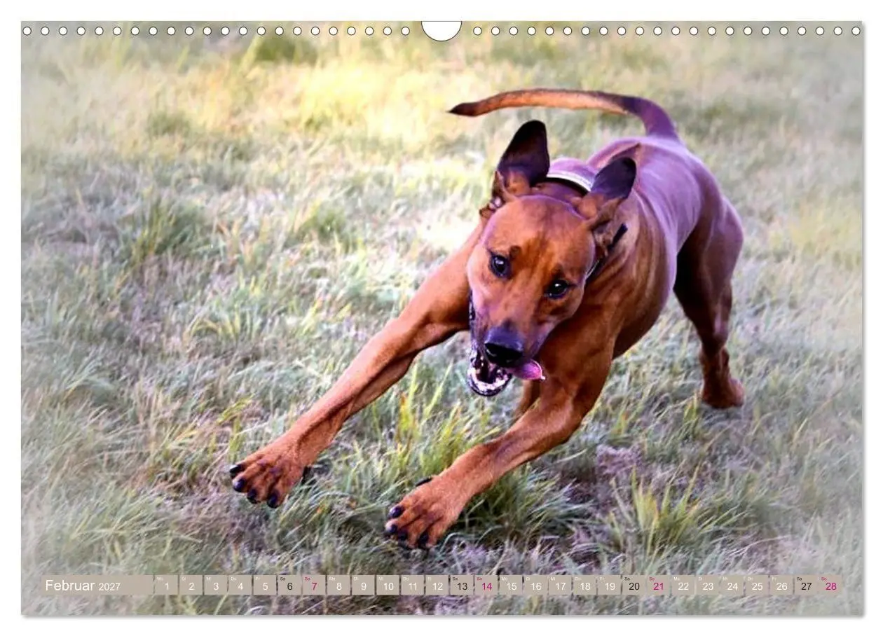Bild: 9783569680067 | Rhodesian Ridgeback Augen-Blicke (Wandkalender 2027 DIN A3 quer),...