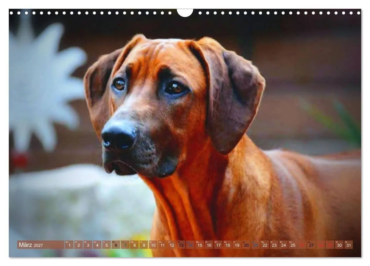 Bild: 9783569680067 | Rhodesian Ridgeback Augen-Blicke (Wandkalender 2027 DIN A3 quer),...