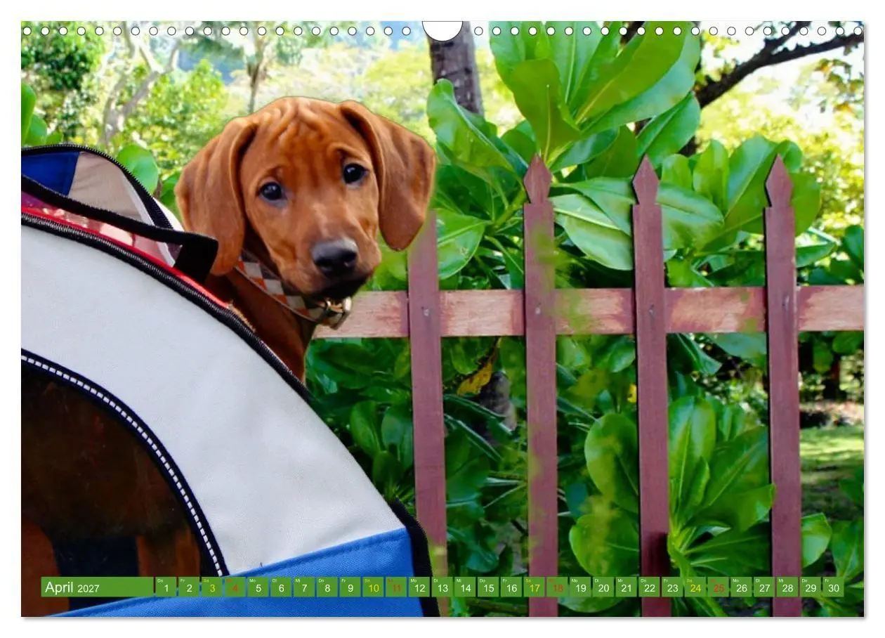 Bild: 9783569680067 | Rhodesian Ridgeback Augen-Blicke (Wandkalender 2027 DIN A3 quer),...