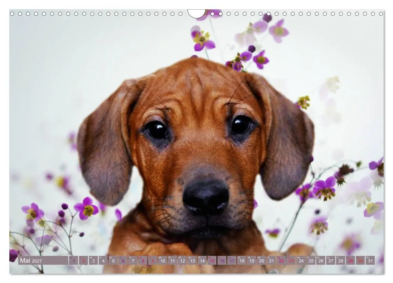 Bild: 9783569680067 | Rhodesian Ridgeback Augen-Blicke (Wandkalender 2027 DIN A3 quer),...
