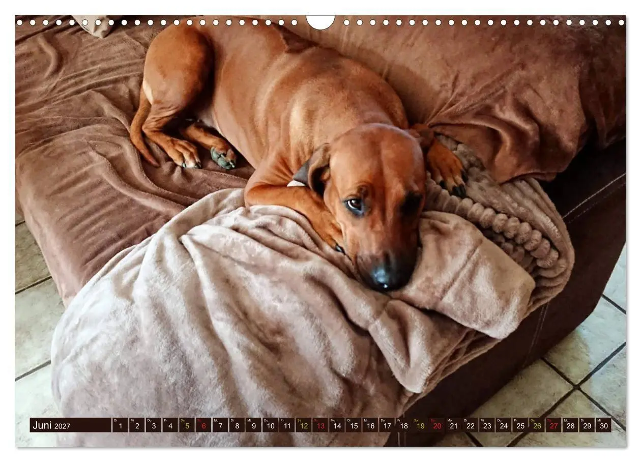 Bild: 9783569680067 | Rhodesian Ridgeback Augen-Blicke (Wandkalender 2027 DIN A3 quer),...