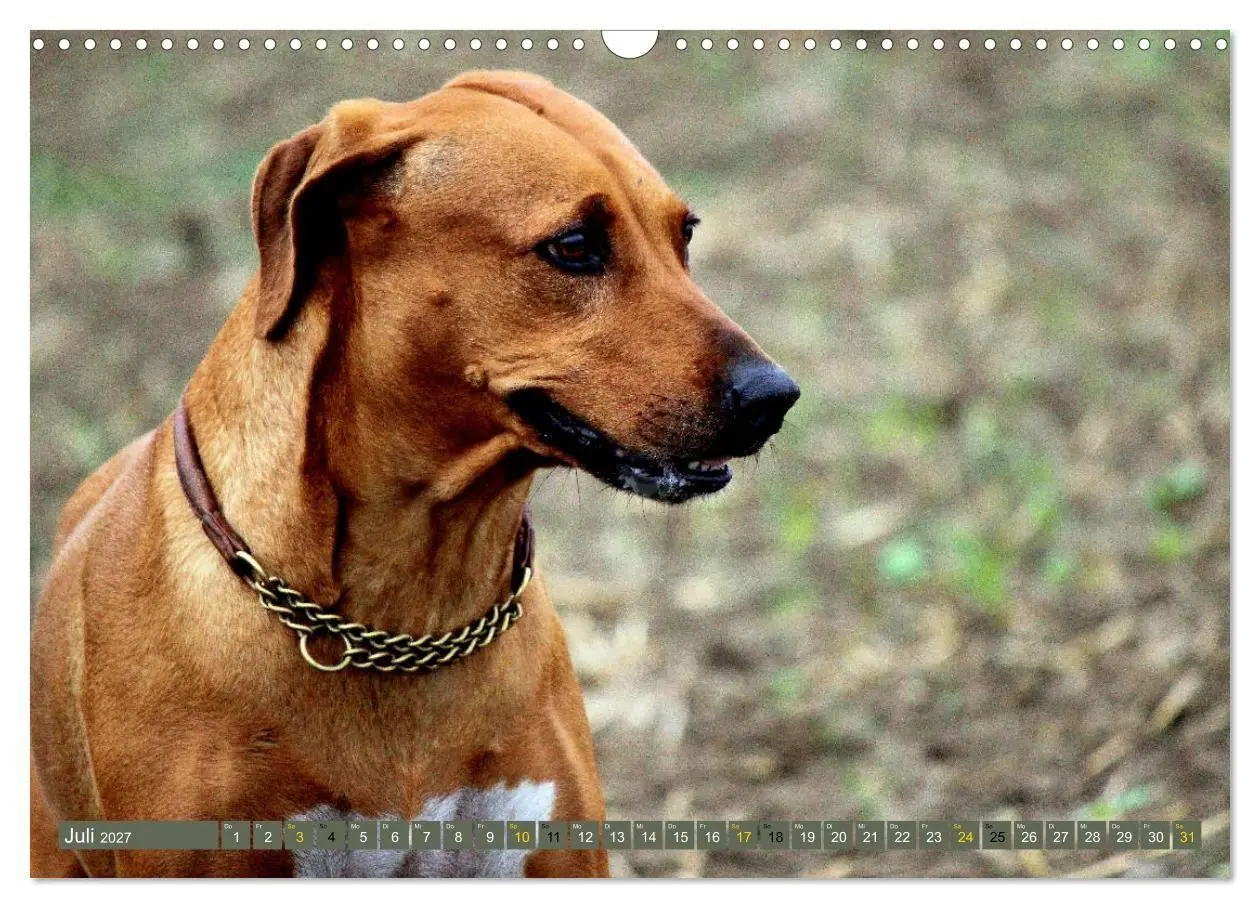 Bild: 9783569680067 | Rhodesian Ridgeback Augen-Blicke (Wandkalender 2027 DIN A3 quer),...