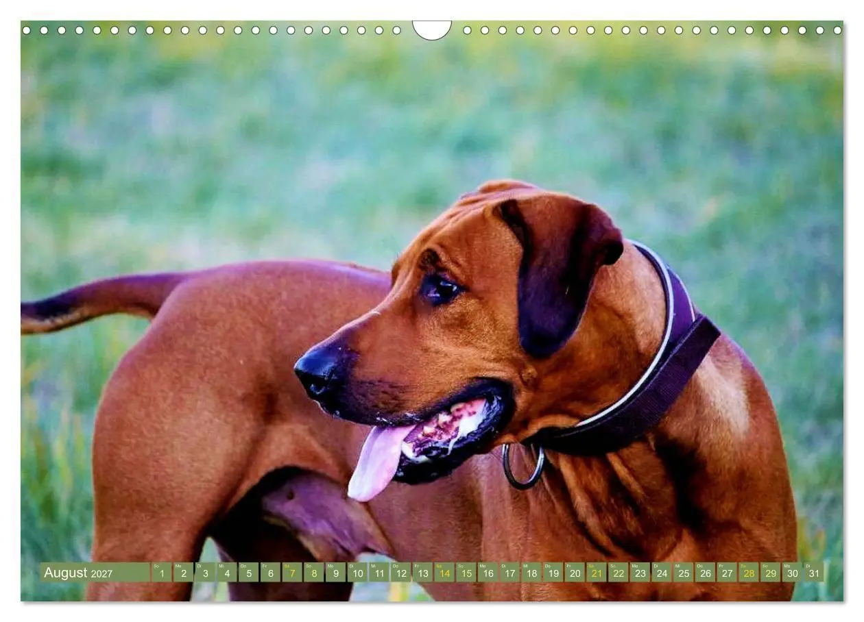 Bild: 9783569680067 | Rhodesian Ridgeback Augen-Blicke (Wandkalender 2027 DIN A3 quer),...