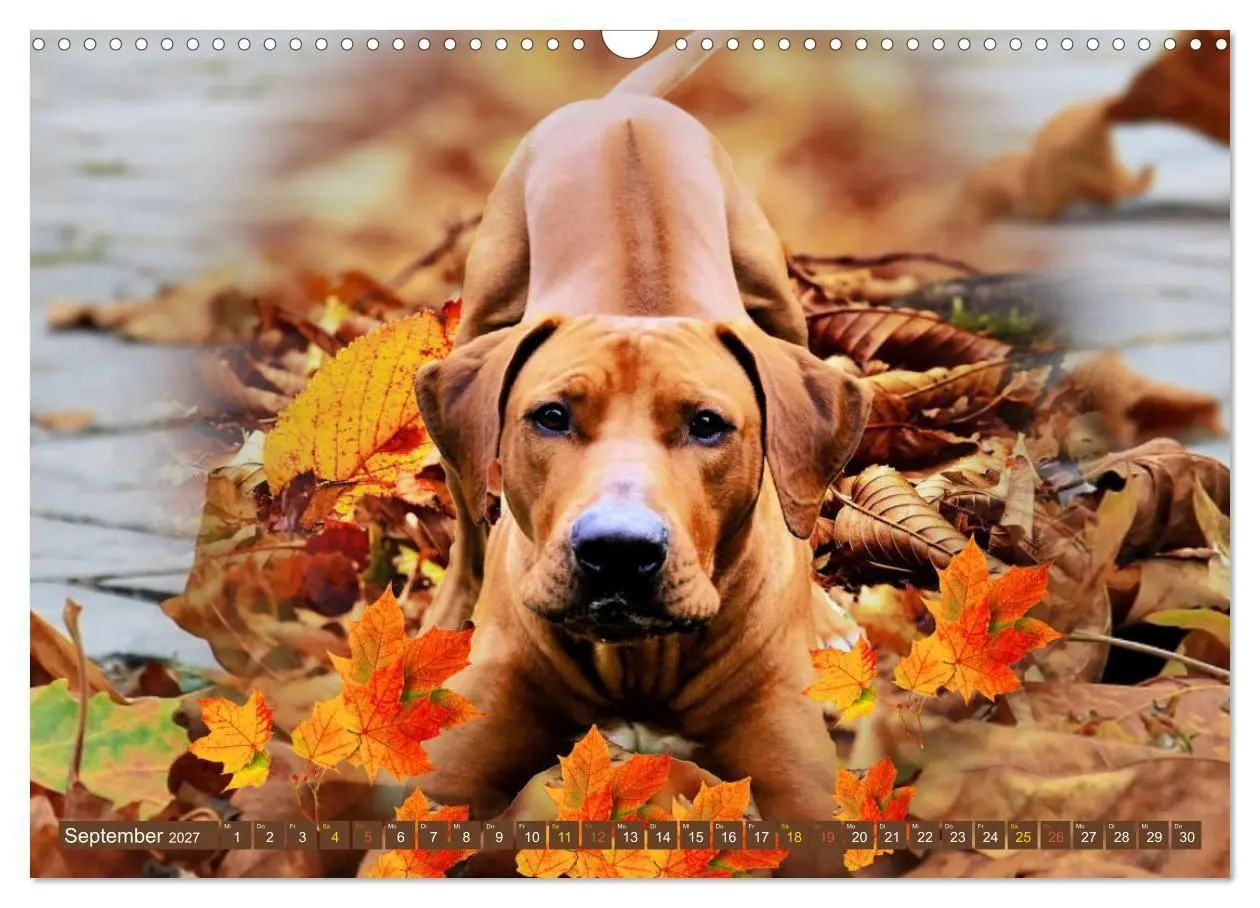 Bild: 9783569680067 | Rhodesian Ridgeback Augen-Blicke (Wandkalender 2027 DIN A3 quer),...
