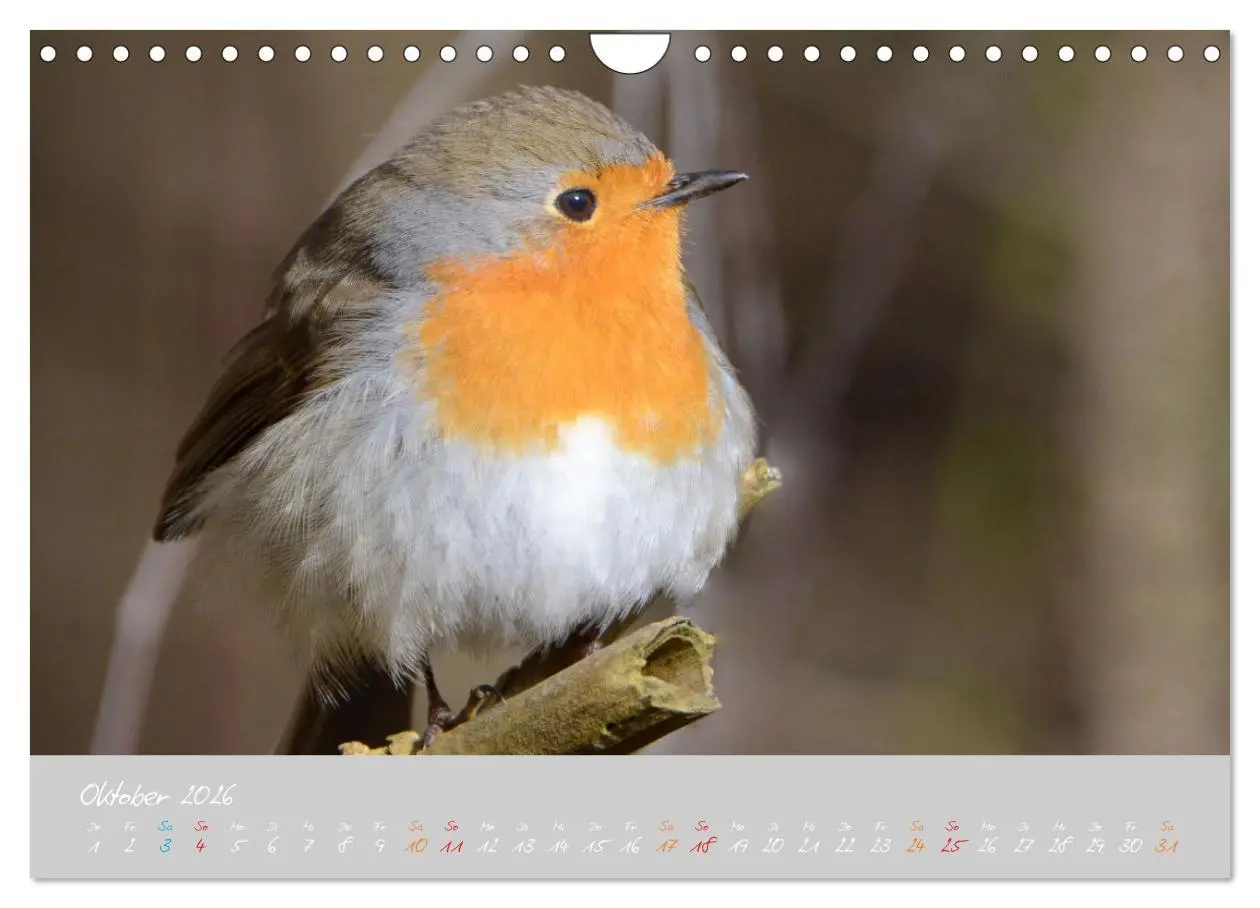 Bild: 9783457920367 | Das Rotkehlchen singt uns ein Lied (Wandkalender 2026 DIN A4 quer),...