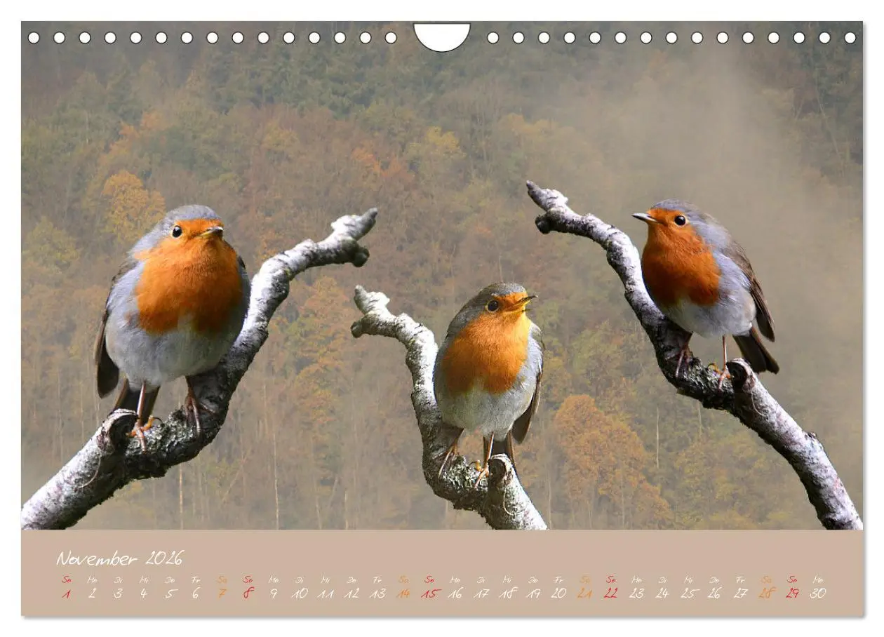 Bild: 9783457920367 | Das Rotkehlchen singt uns ein Lied (Wandkalender 2026 DIN A4 quer),...