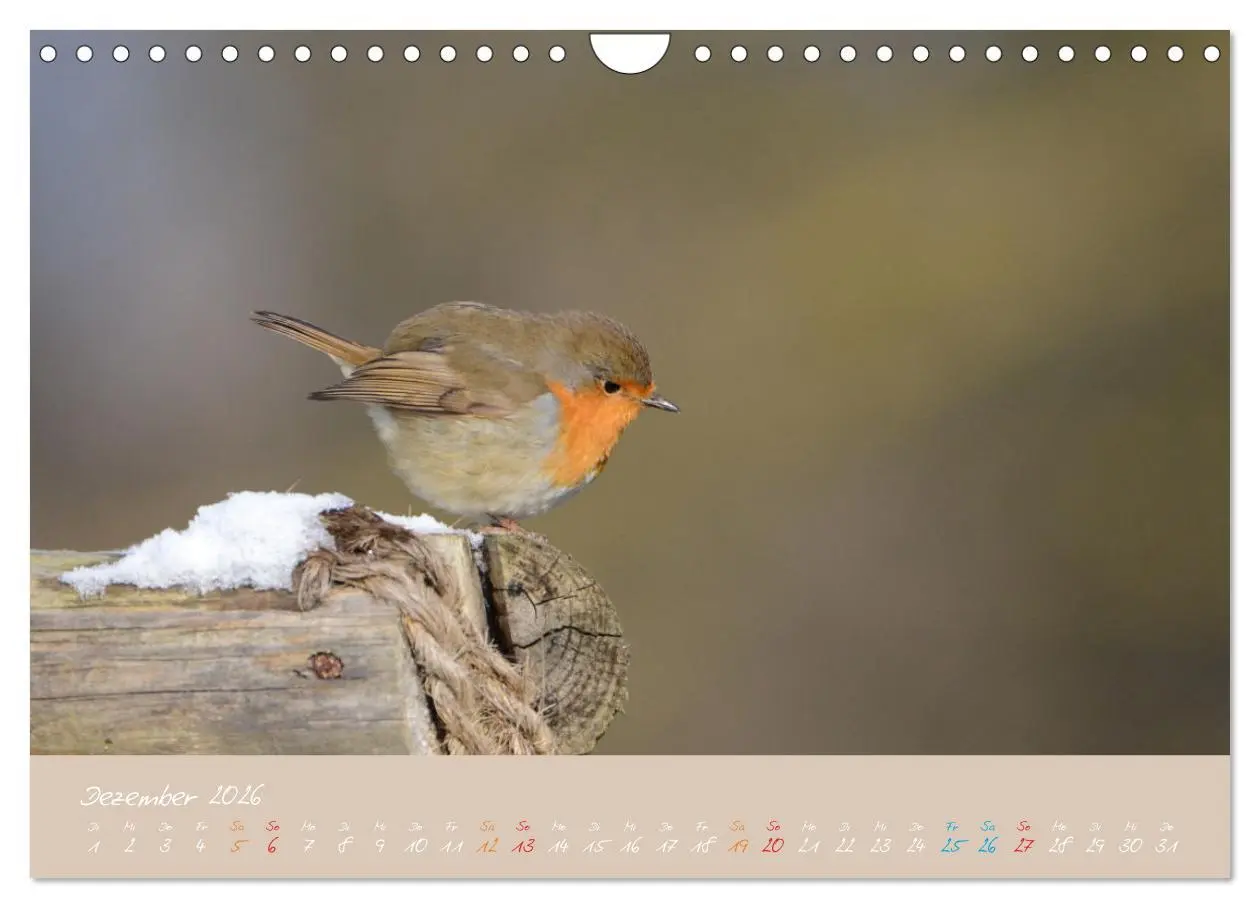 Bild: 9783457920367 | Das Rotkehlchen singt uns ein Lied (Wandkalender 2026 DIN A4 quer),...