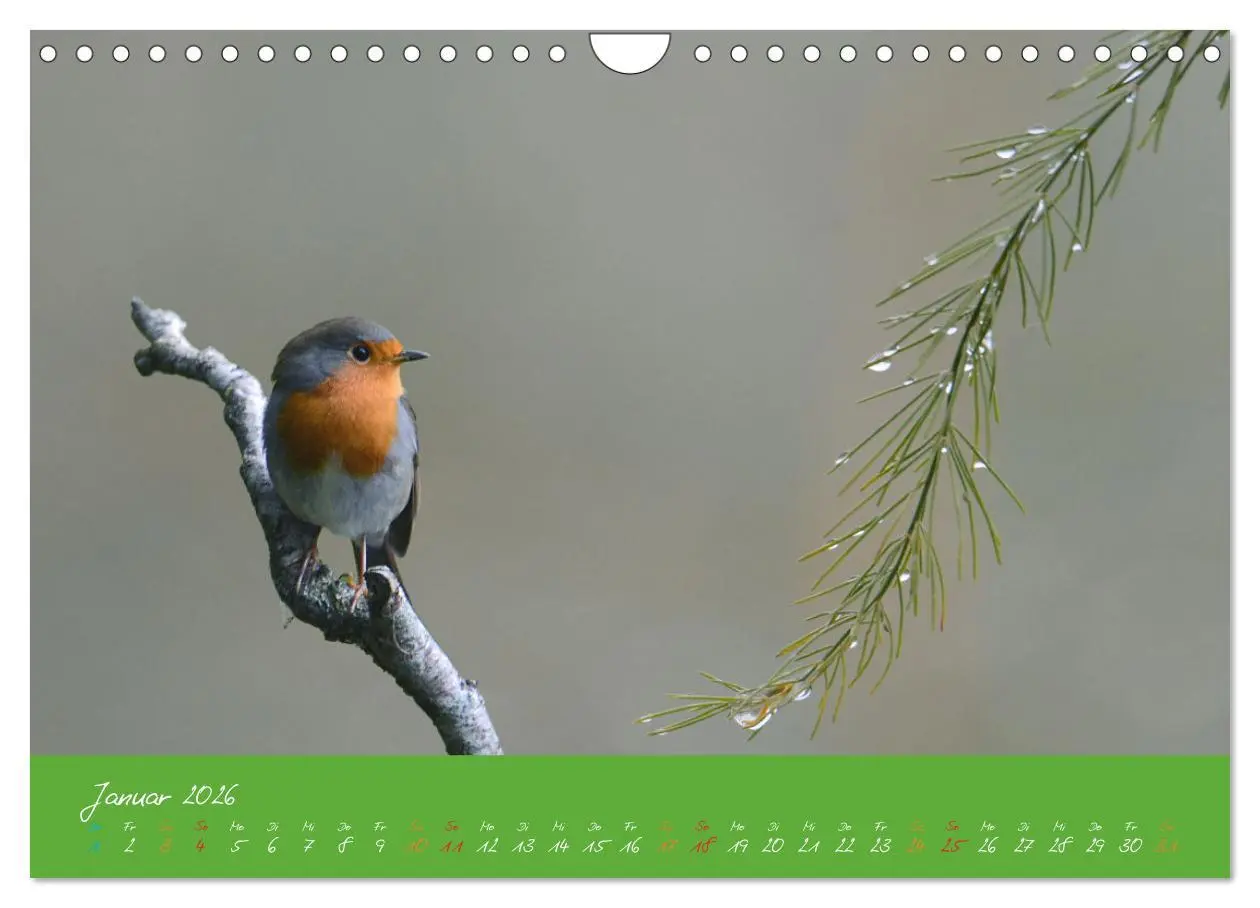 Bild: 9783457920367 | Das Rotkehlchen singt uns ein Lied (Wandkalender 2026 DIN A4 quer),...