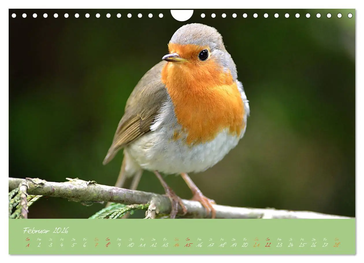 Bild: 9783457920367 | Das Rotkehlchen singt uns ein Lied (Wandkalender 2026 DIN A4 quer),...