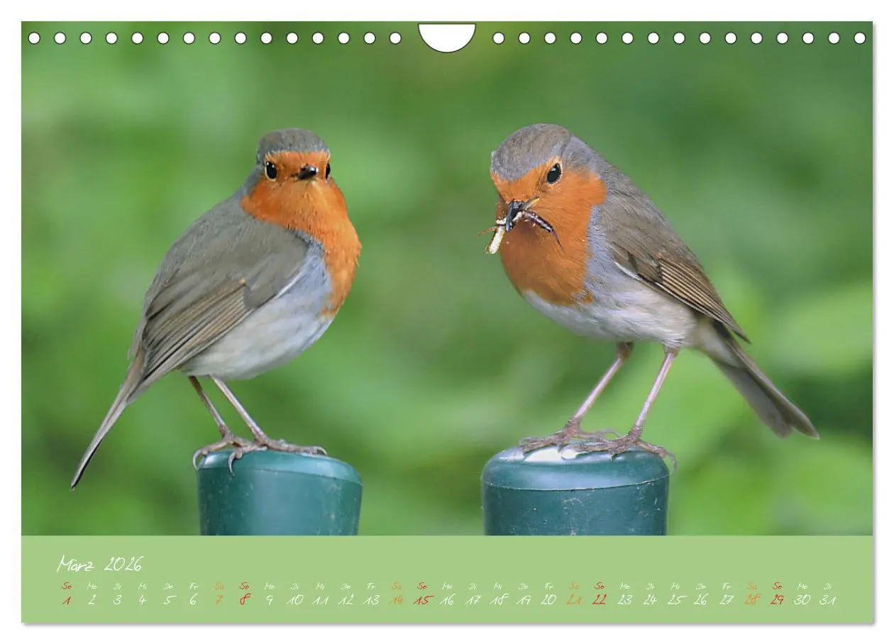 Bild: 9783457920367 | Das Rotkehlchen singt uns ein Lied (Wandkalender 2026 DIN A4 quer),...