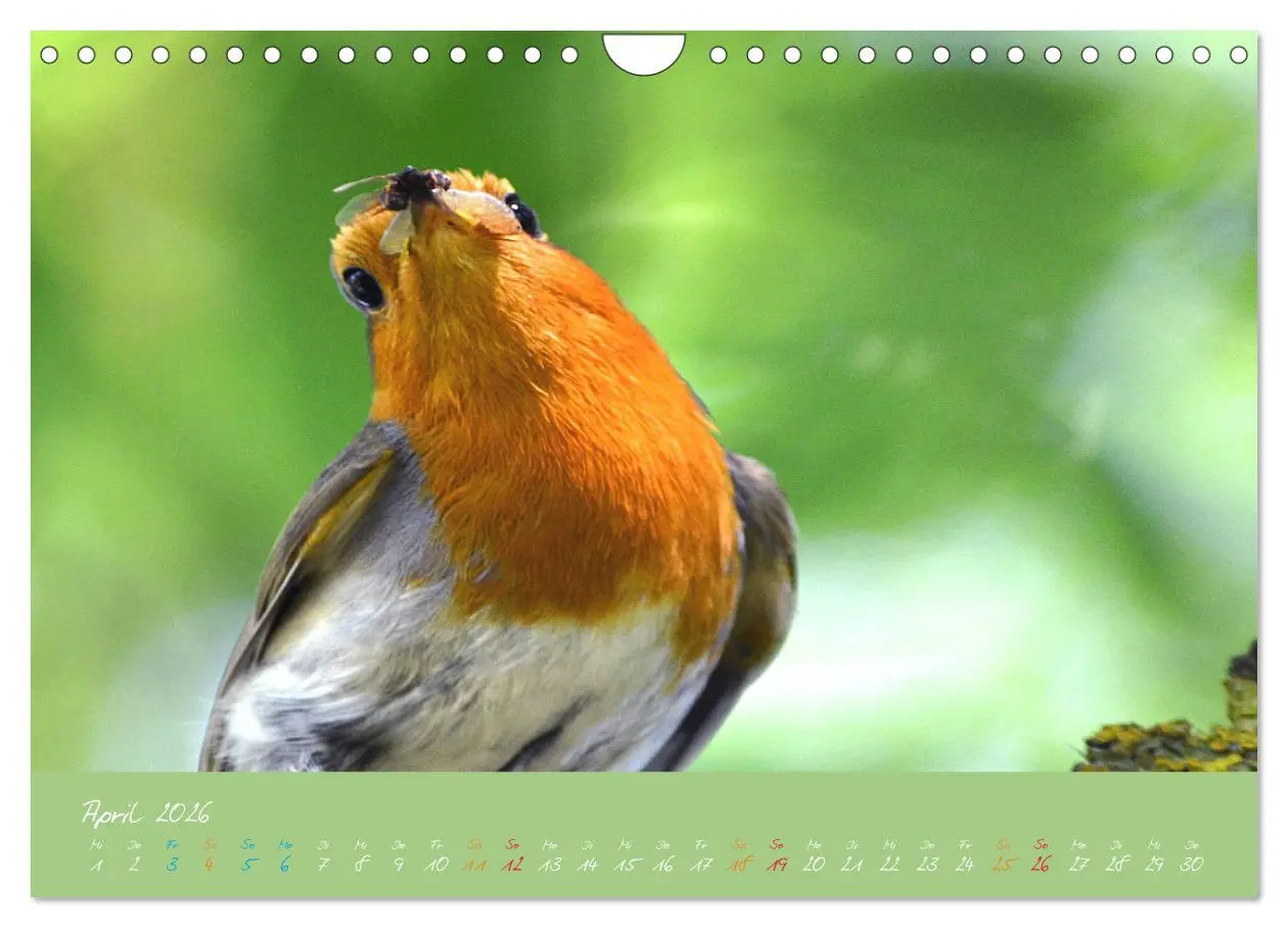 Bild: 9783457920367 | Das Rotkehlchen singt uns ein Lied (Wandkalender 2026 DIN A4 quer),...