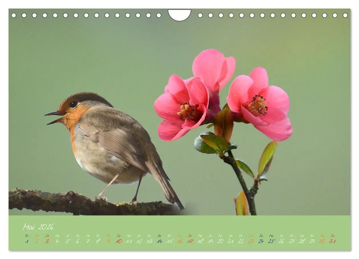 Bild: 9783457920367 | Das Rotkehlchen singt uns ein Lied (Wandkalender 2026 DIN A4 quer),...