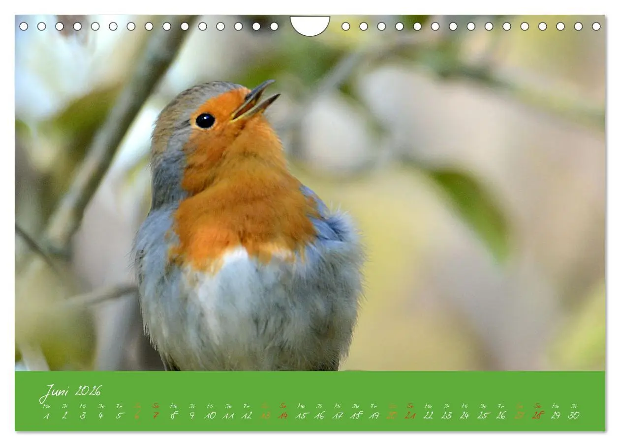Bild: 9783457920367 | Das Rotkehlchen singt uns ein Lied (Wandkalender 2026 DIN A4 quer),...
