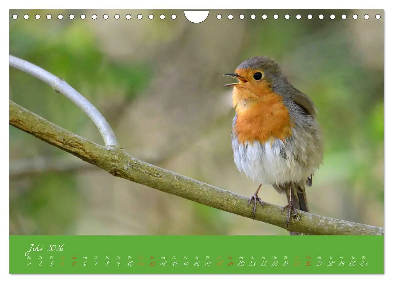 Bild: 9783457920367 | Das Rotkehlchen singt uns ein Lied (Wandkalender 2026 DIN A4 quer),...