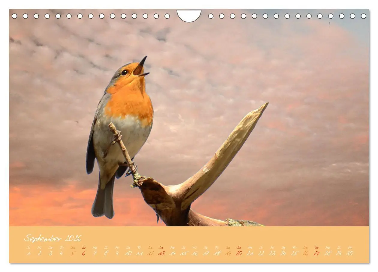 Bild: 9783457920367 | Das Rotkehlchen singt uns ein Lied (Wandkalender 2026 DIN A4 quer),...