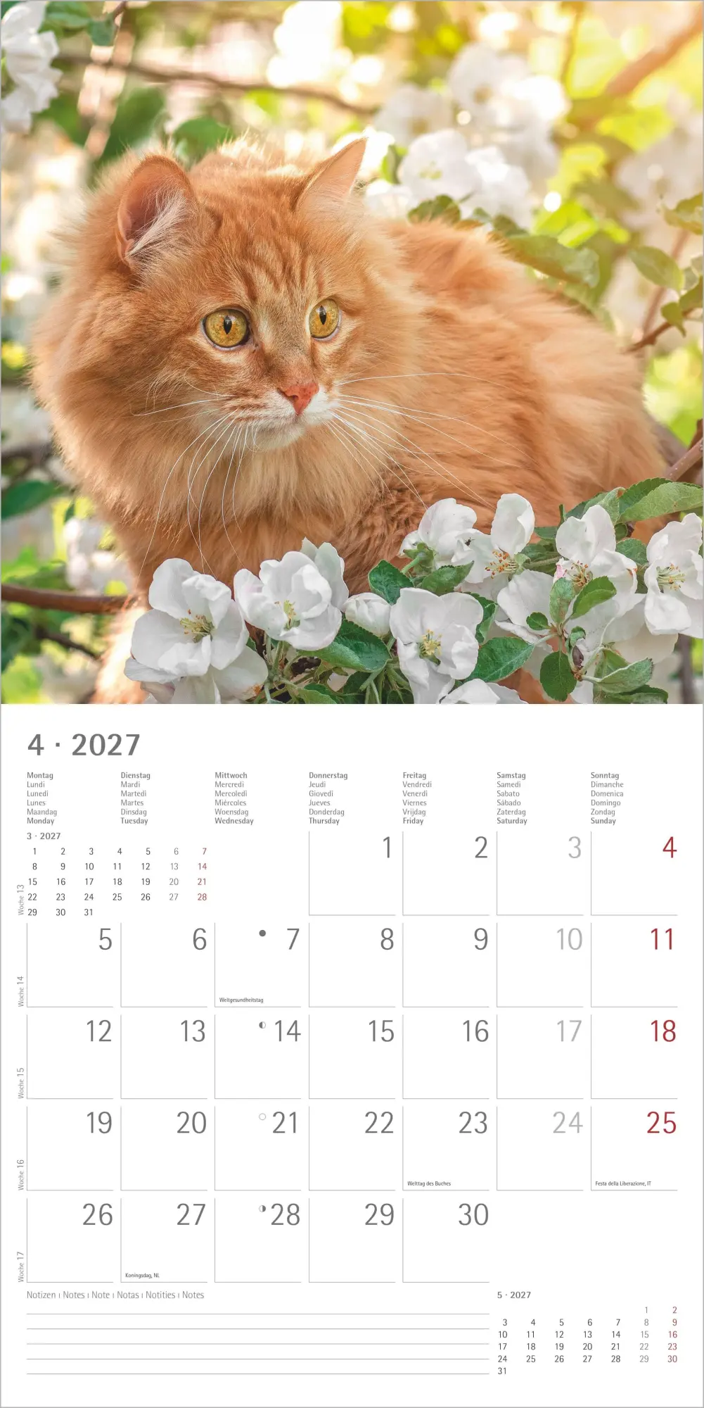 Bild: 4069095010567 | Katzen 2027 | Neumann Verlage GmbH &amp; Co KG | Kalender | 14 S. | 2027