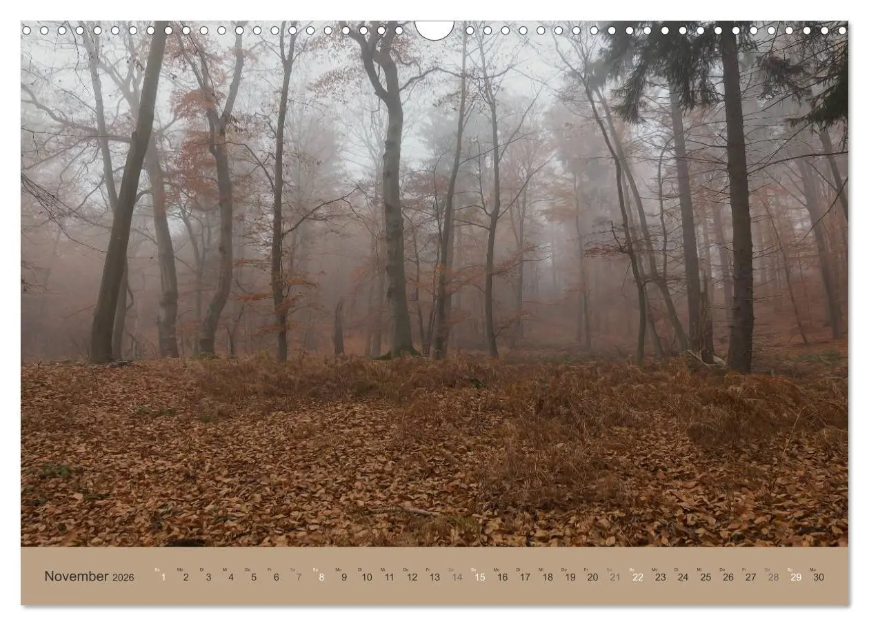 Bild: 9783516160567 | Unser Wald - Magische Sichten in norddeutsche Wälder (Wandkalender...