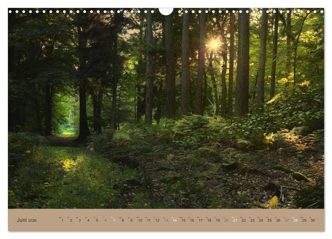 Bild: 9783516160567 | Unser Wald - Magische Sichten in norddeutsche Wälder (Wandkalender...