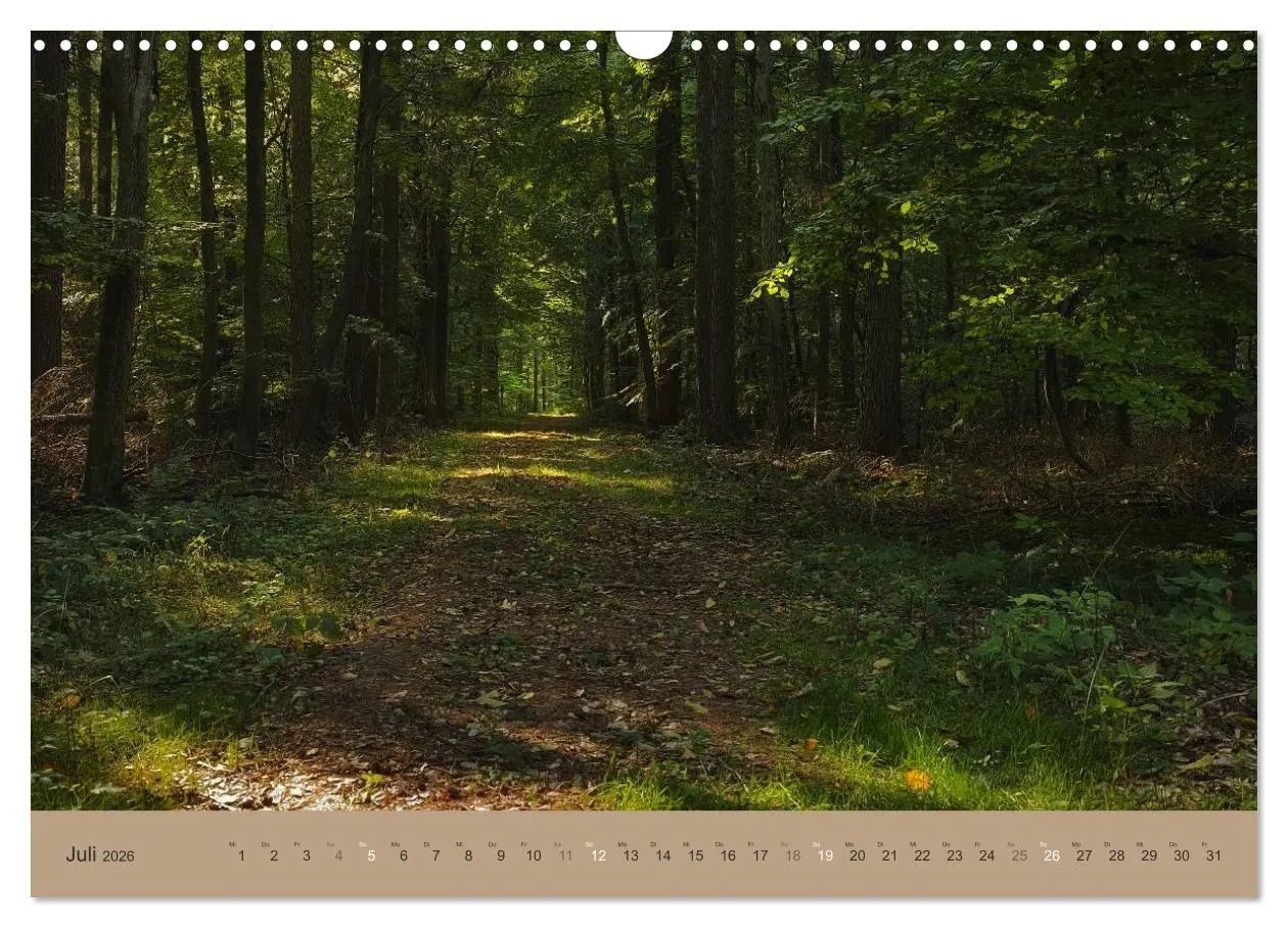 Bild: 9783516160567 | Unser Wald - Magische Sichten in norddeutsche Wälder (Wandkalender...