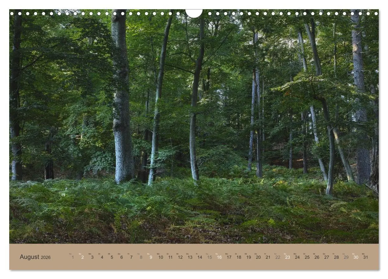 Bild: 9783516160567 | Unser Wald - Magische Sichten in norddeutsche Wälder (Wandkalender...