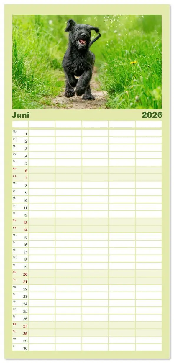 Bild: 9783516610567 | Familienplaner 2026 - Mit dem Riesenschnauzer durch das Jahr mit 5...