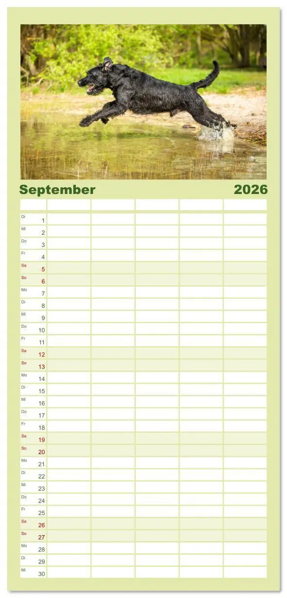 Bild: 9783516610567 | Familienplaner 2026 - Mit dem Riesenschnauzer durch das Jahr mit 5...