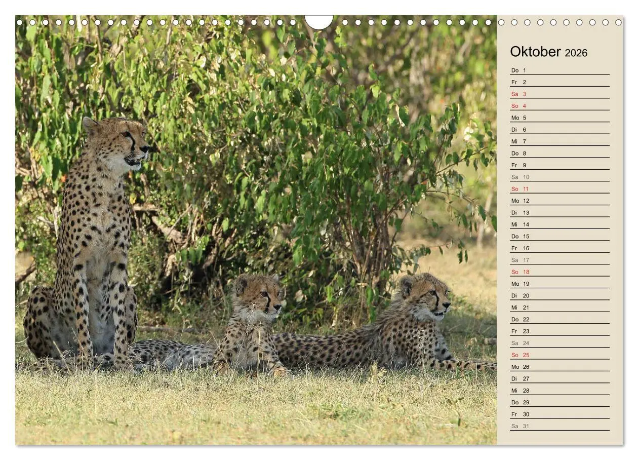 Bild: 9783457990667 | Geparden - Ein Leben in Afrika (Wandkalender 2026 DIN A3 quer),...