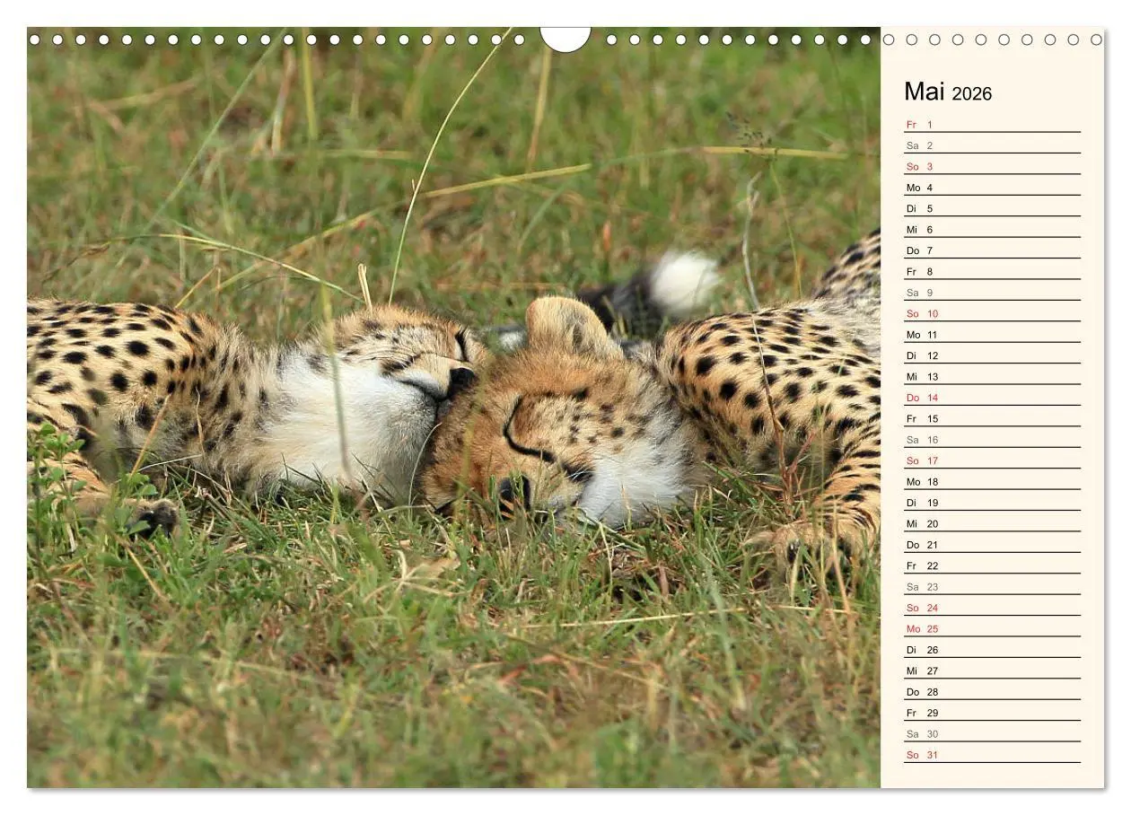 Bild: 9783457990667 | Geparden - Ein Leben in Afrika (Wandkalender 2026 DIN A3 quer),...