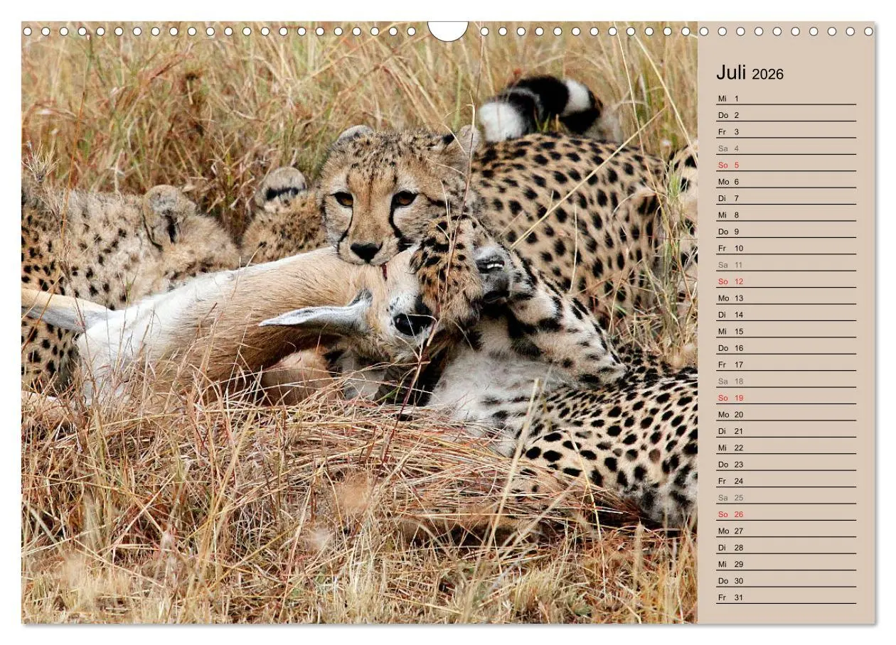Bild: 9783457990667 | Geparden - Ein Leben in Afrika (Wandkalender 2026 DIN A3 quer),...