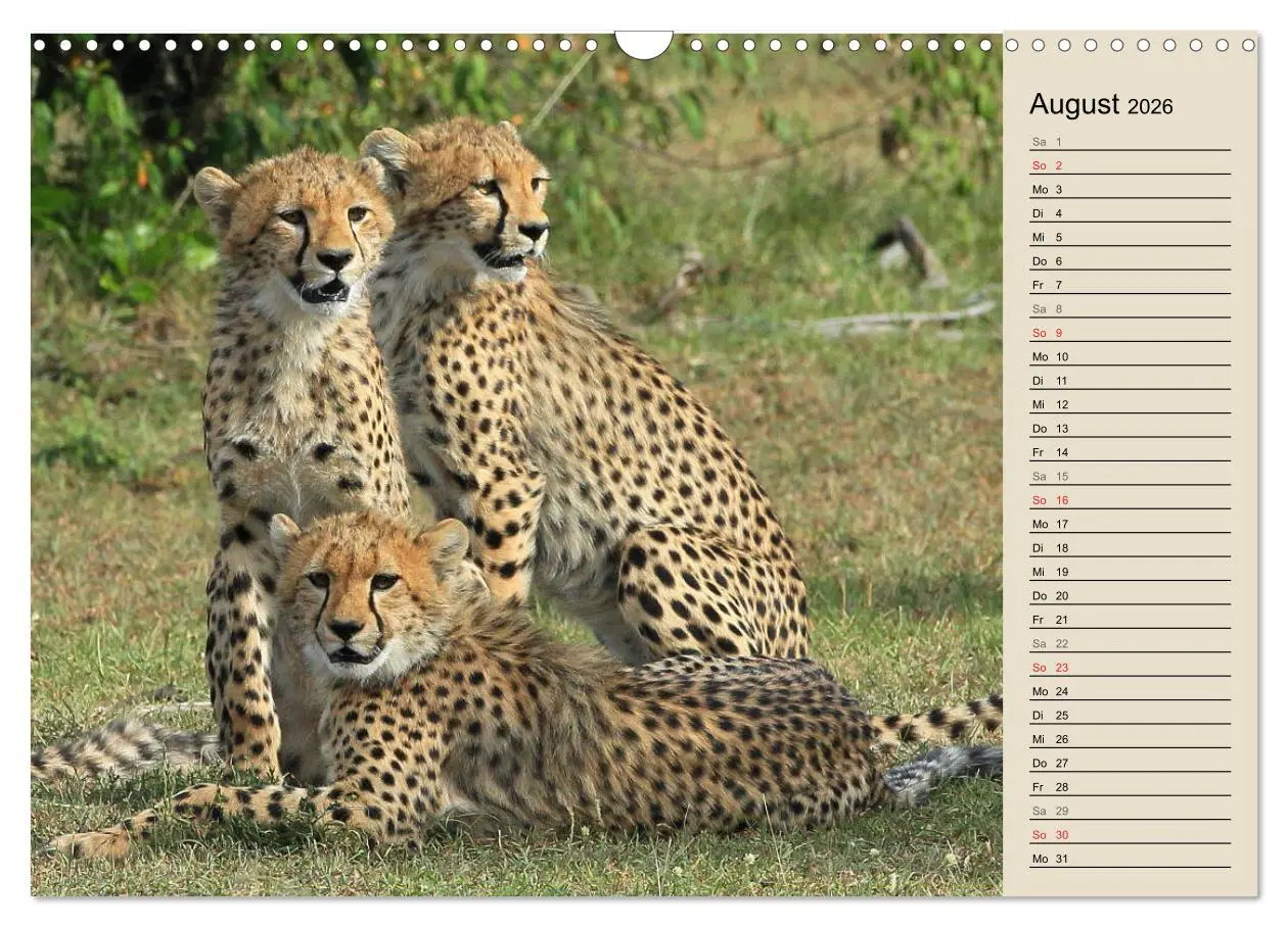 Bild: 9783457990667 | Geparden - Ein Leben in Afrika (Wandkalender 2026 DIN A3 quer),...