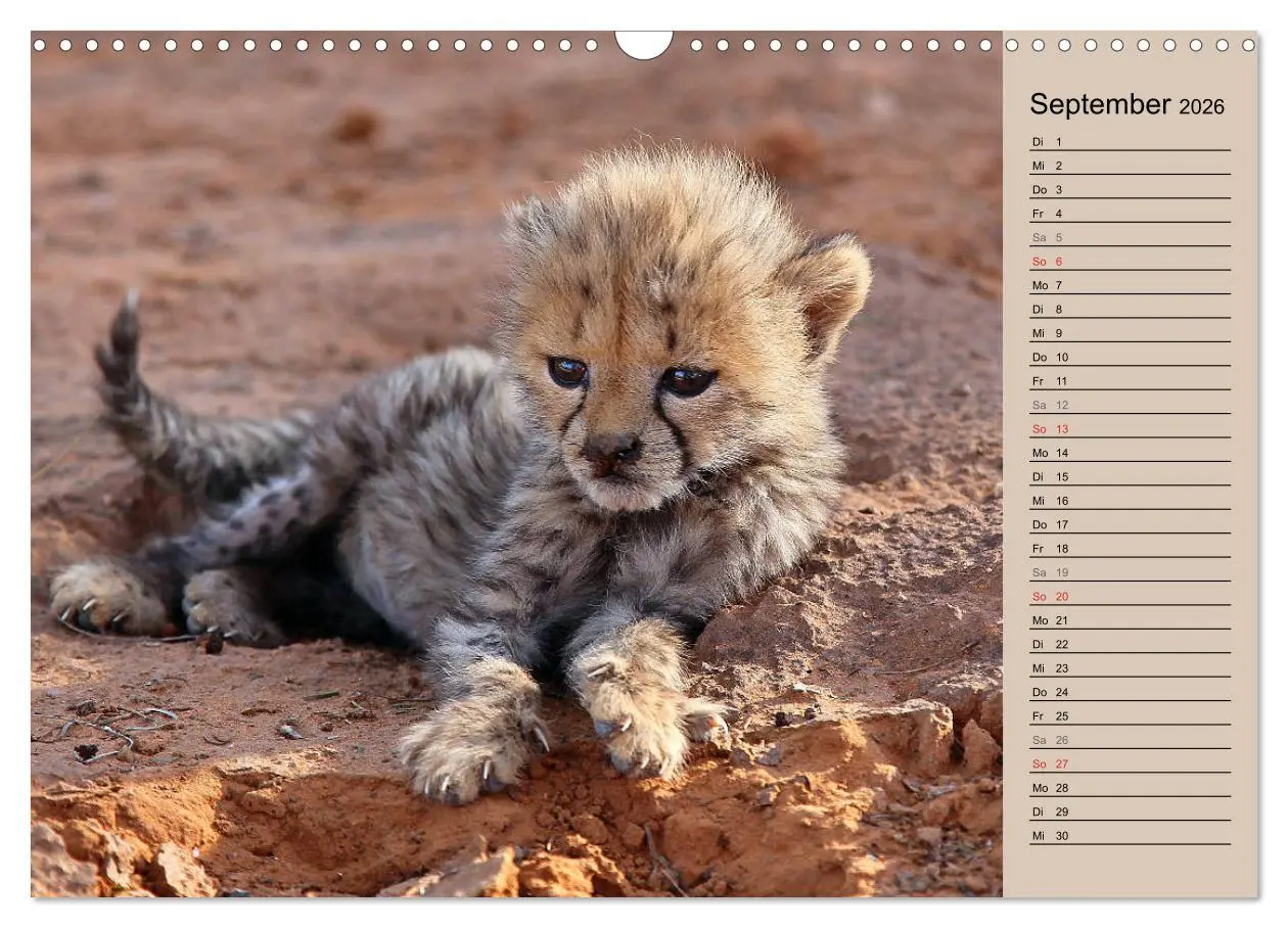 Bild: 9783457990667 | Geparden - Ein Leben in Afrika (Wandkalender 2026 DIN A3 quer),...