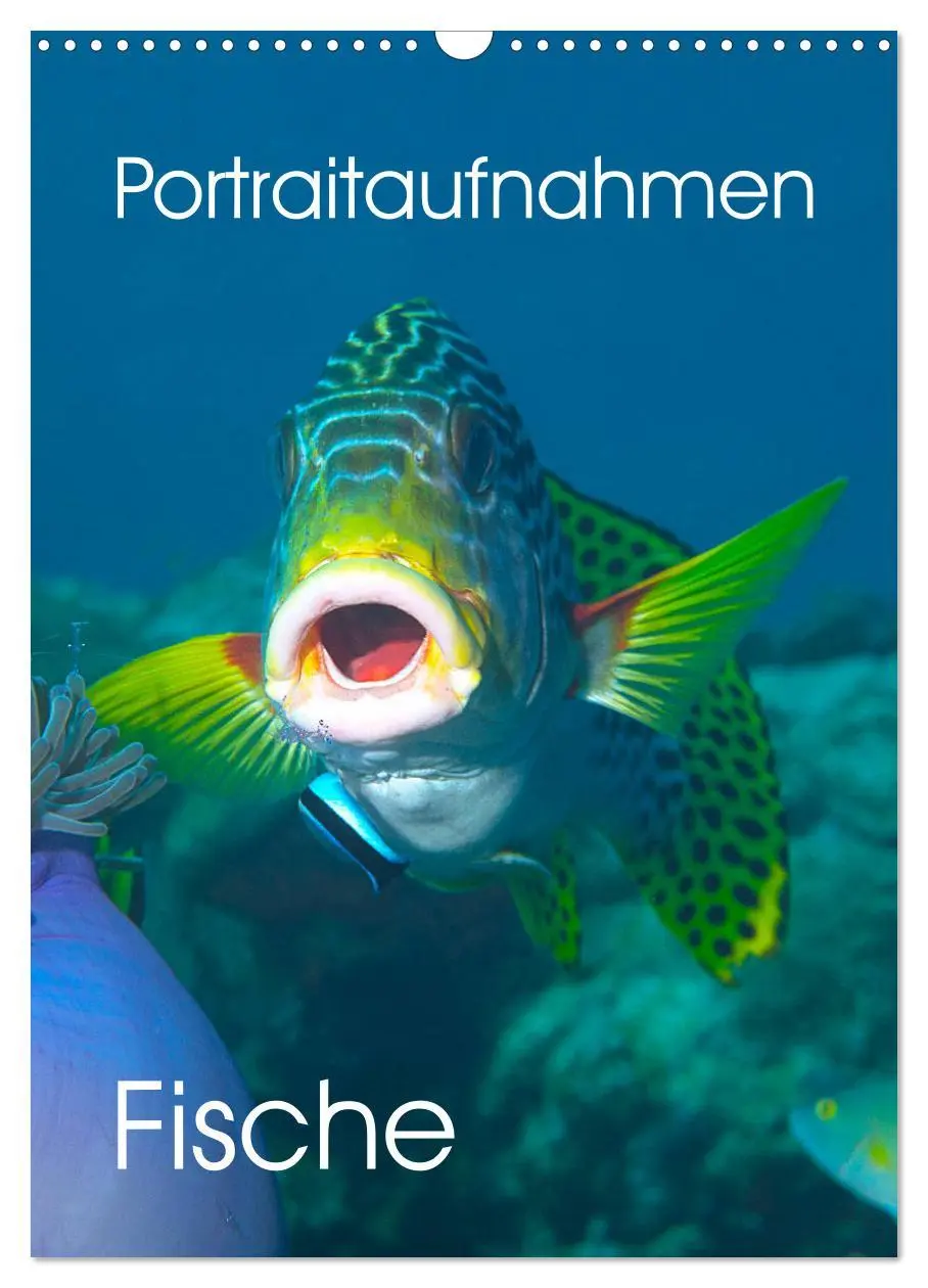 Cover: 9783516390667 | Portraitaufnahmen - Fische (Wandkalender 2026 DIN A3 hoch),...