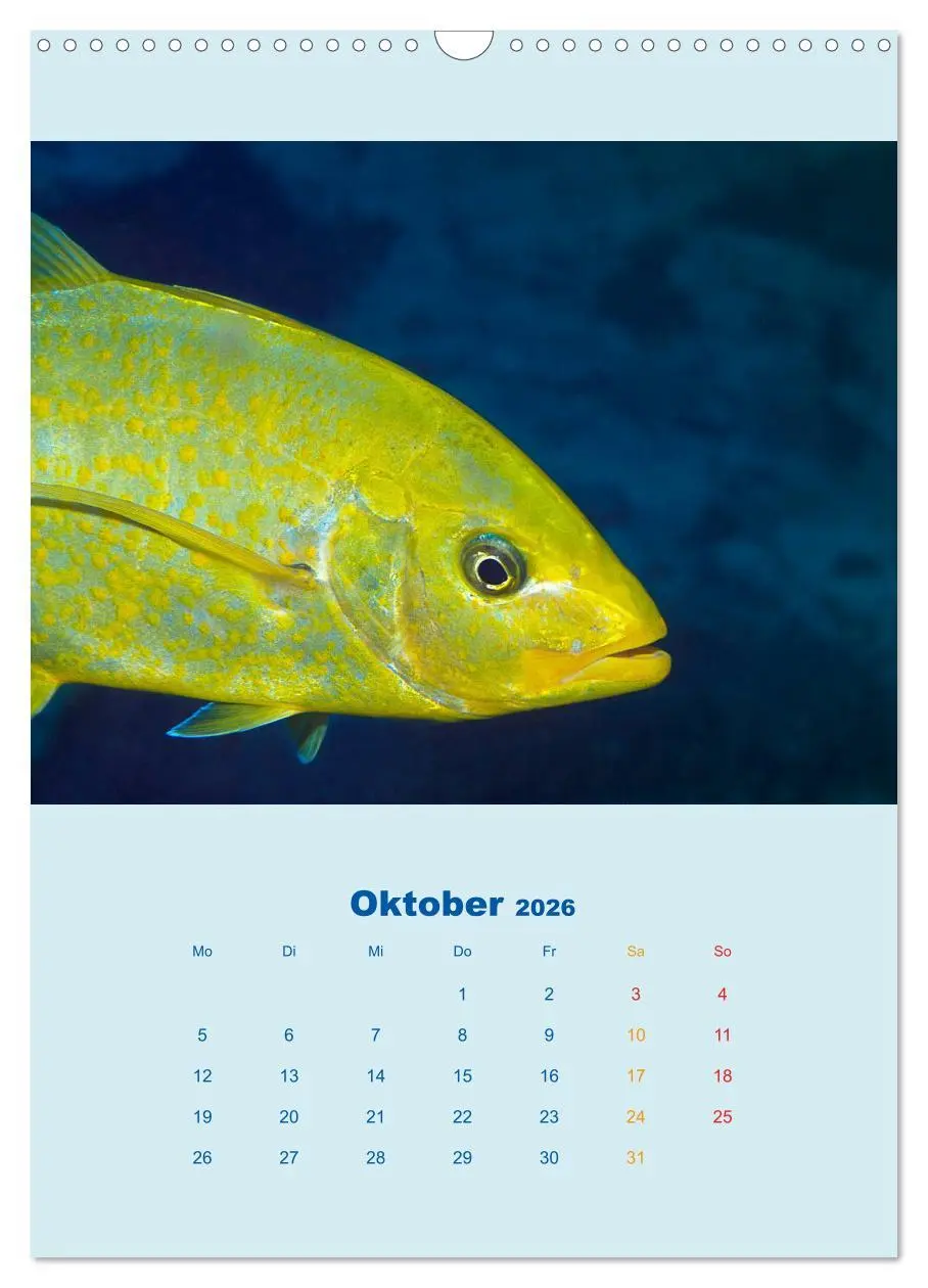Bild: 9783516390667 | Portraitaufnahmen - Fische (Wandkalender 2026 DIN A3 hoch),...