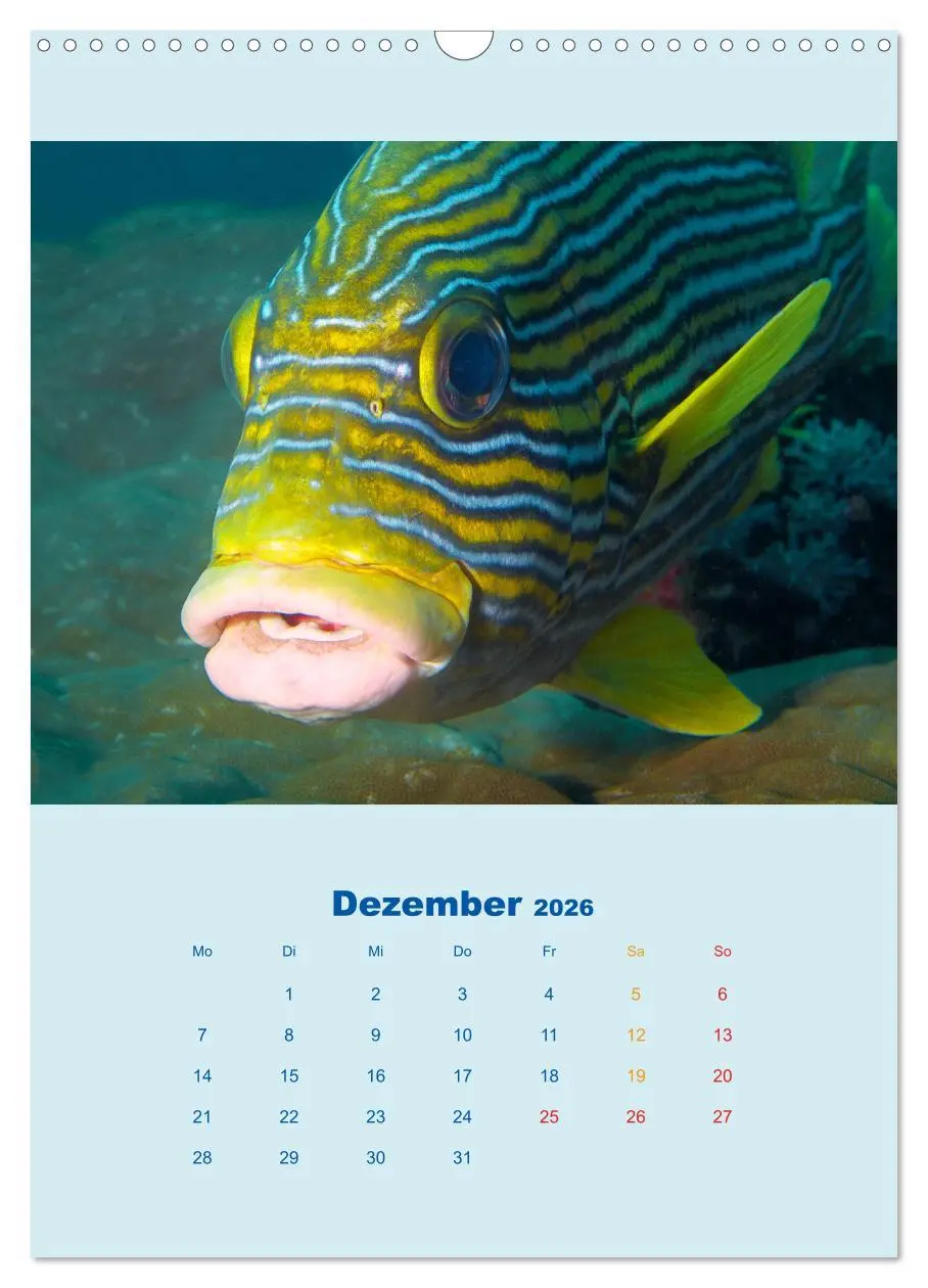 Bild: 9783516390667 | Portraitaufnahmen - Fische (Wandkalender 2026 DIN A3 hoch),...