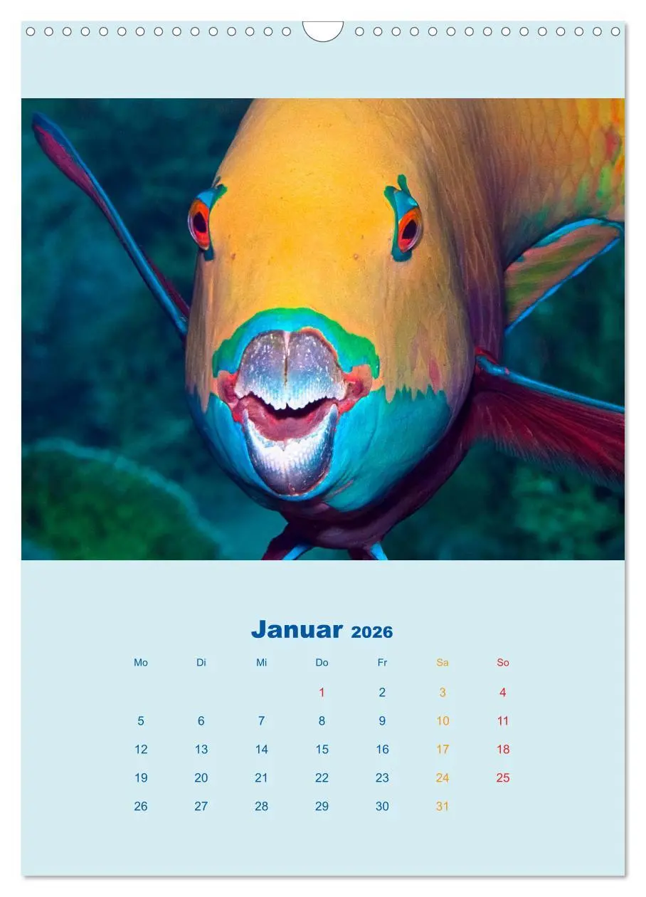 Bild: 9783516390667 | Portraitaufnahmen - Fische (Wandkalender 2026 DIN A3 hoch),...