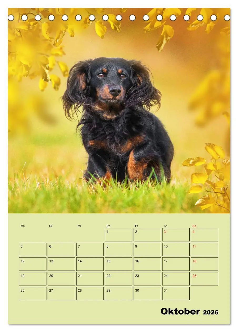 Bild: 9783516380767 | Dackelträume - Ein Familienplaner für das Jahr (Tischkalender 2026...