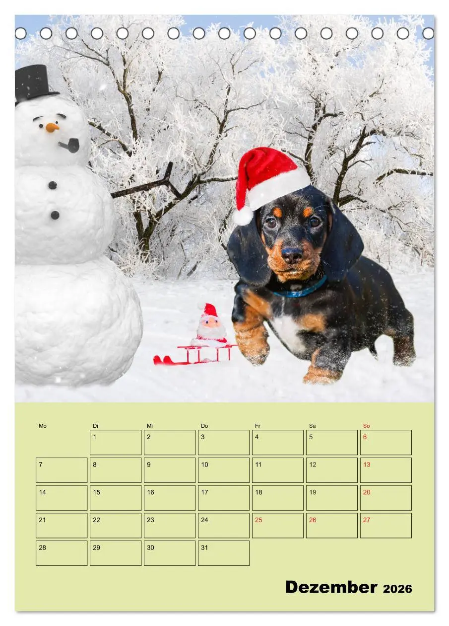Bild: 9783516380767 | Dackelträume - Ein Familienplaner für das Jahr (Tischkalender 2026...