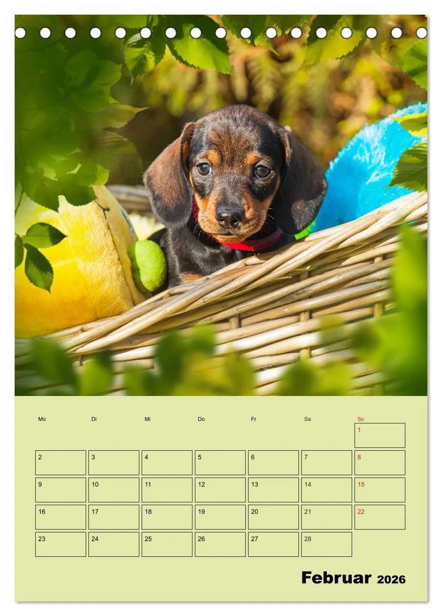 Bild: 9783516380767 | Dackelträume - Ein Familienplaner für das Jahr (Tischkalender 2026...