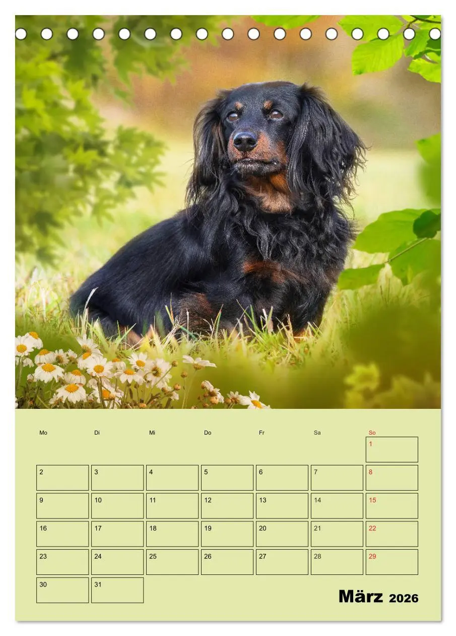 Bild: 9783516380767 | Dackelträume - Ein Familienplaner für das Jahr (Tischkalender 2026...