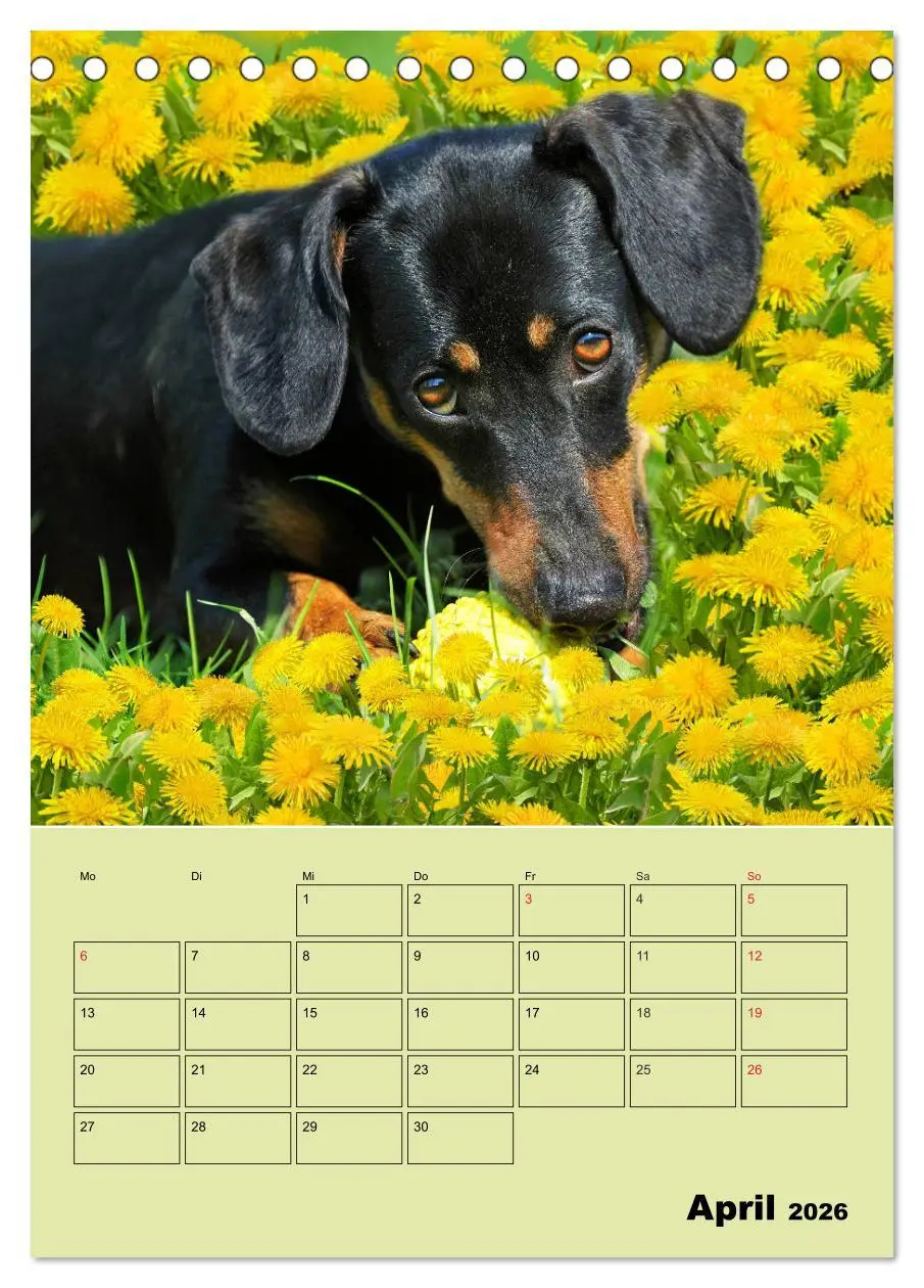 Bild: 9783516380767 | Dackelträume - Ein Familienplaner für das Jahr (Tischkalender 2026...
