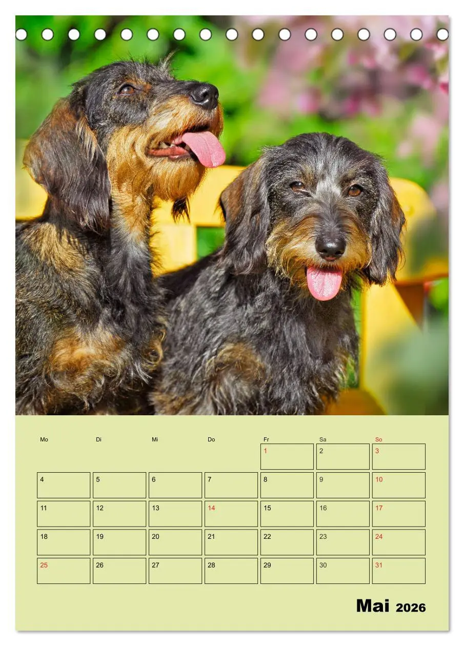 Bild: 9783516380767 | Dackelträume - Ein Familienplaner für das Jahr (Tischkalender 2026...