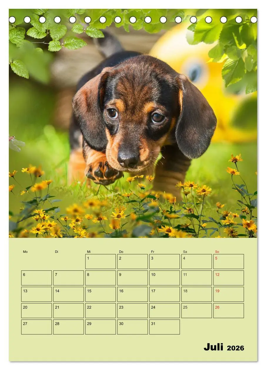 Bild: 9783516380767 | Dackelträume - Ein Familienplaner für das Jahr (Tischkalender 2026...