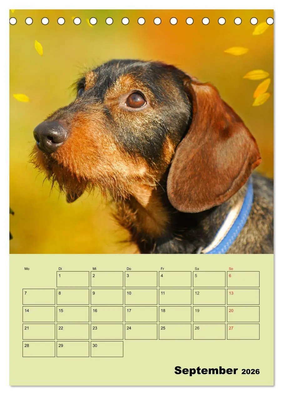 Bild: 9783516380767 | Dackelträume - Ein Familienplaner für das Jahr (Tischkalender 2026...