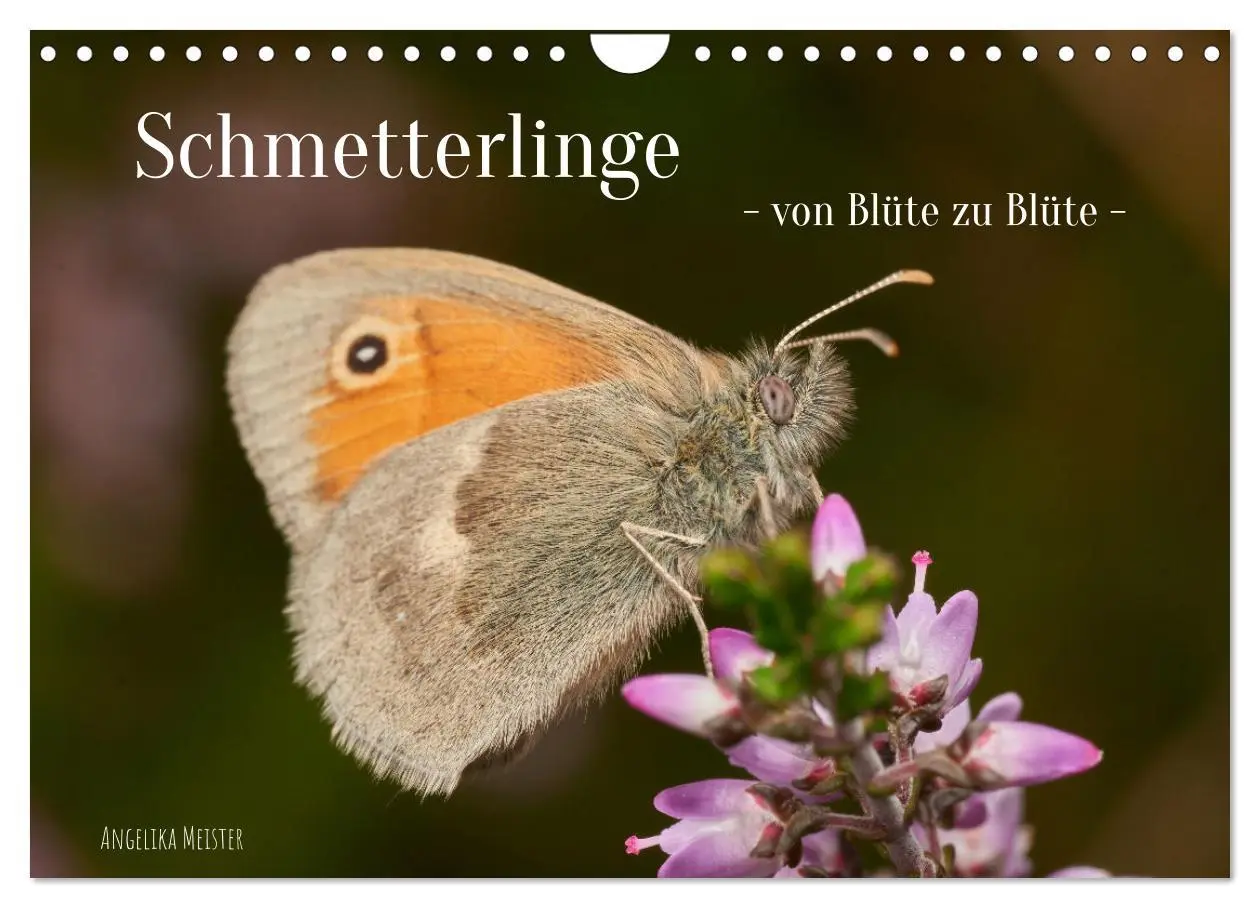 Cover: 9783457590867 | Schmetterlinge - von Blüte zu Blüte - (Wandkalender 2026 DIN A4...