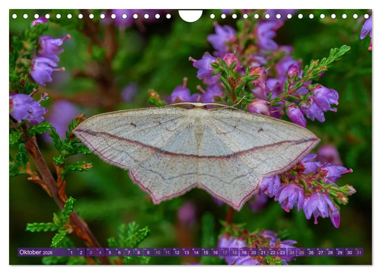 Bild: 9783457590867 | Schmetterlinge - von Blüte zu Blüte - (Wandkalender 2026 DIN A4...