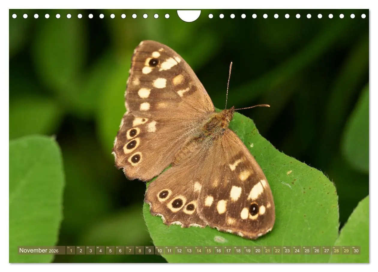 Bild: 9783457590867 | Schmetterlinge - von Blüte zu Blüte - (Wandkalender 2026 DIN A4...